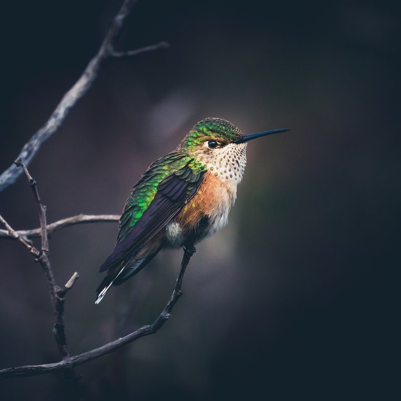 Broad-tailed hummingbird фото превью