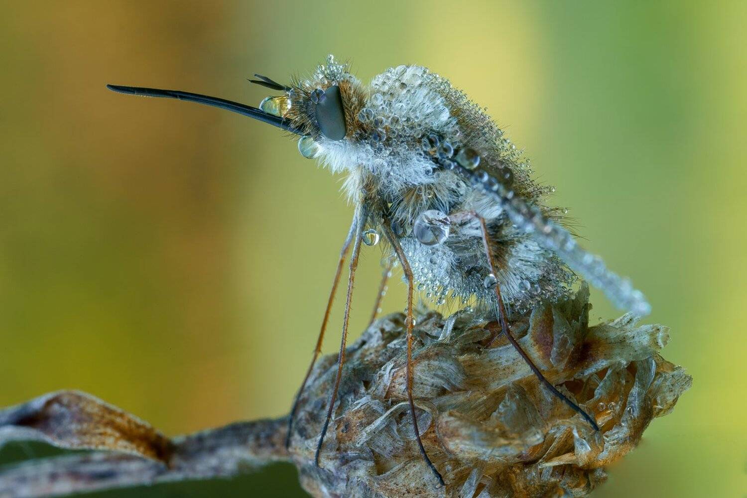 , Кузнецов Дмитрий