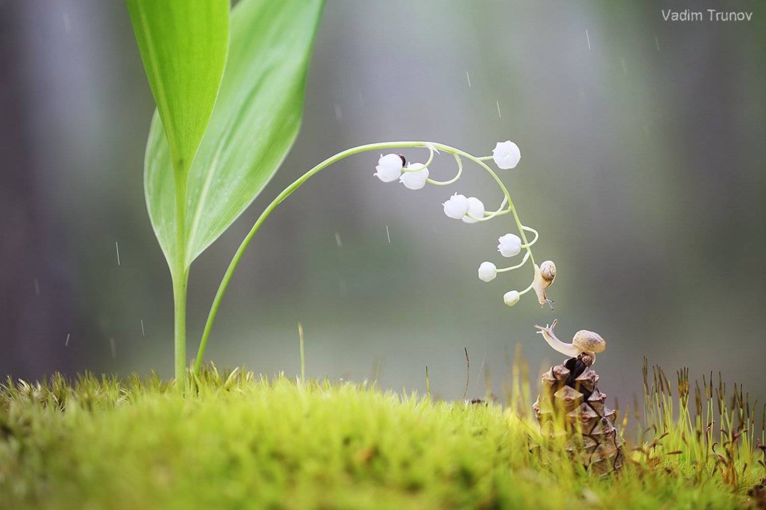 улитка, ландыш, макро, Вадим Трунов