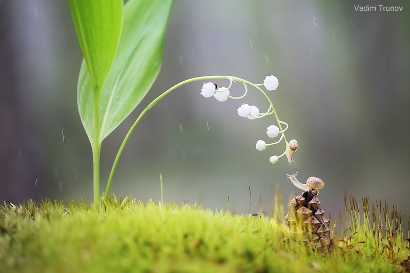 улитка, ландыш, макро Притяжение фото превью