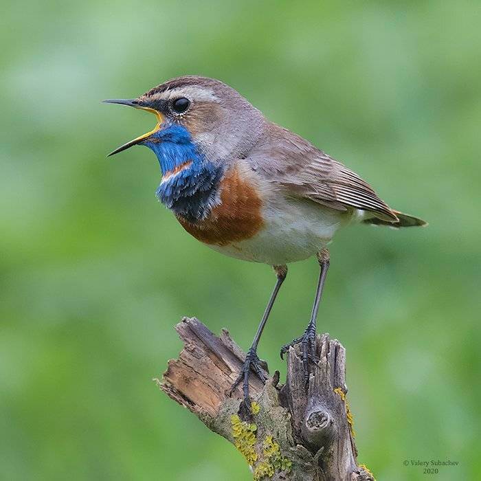 , Валерий Субачев