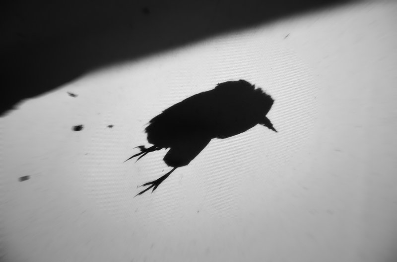 Мамбуру.. фото превью