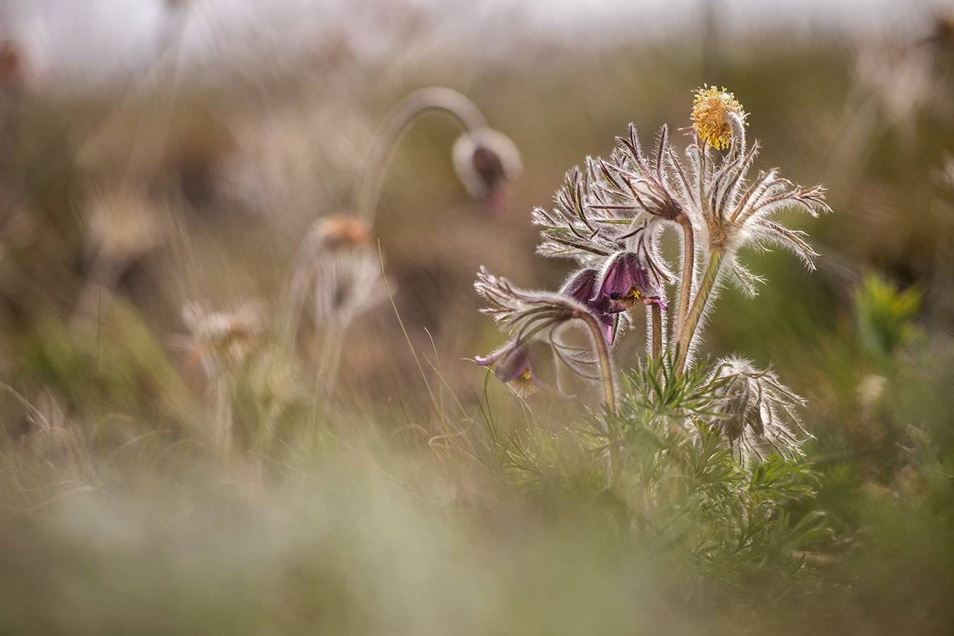 , Илья Михеев