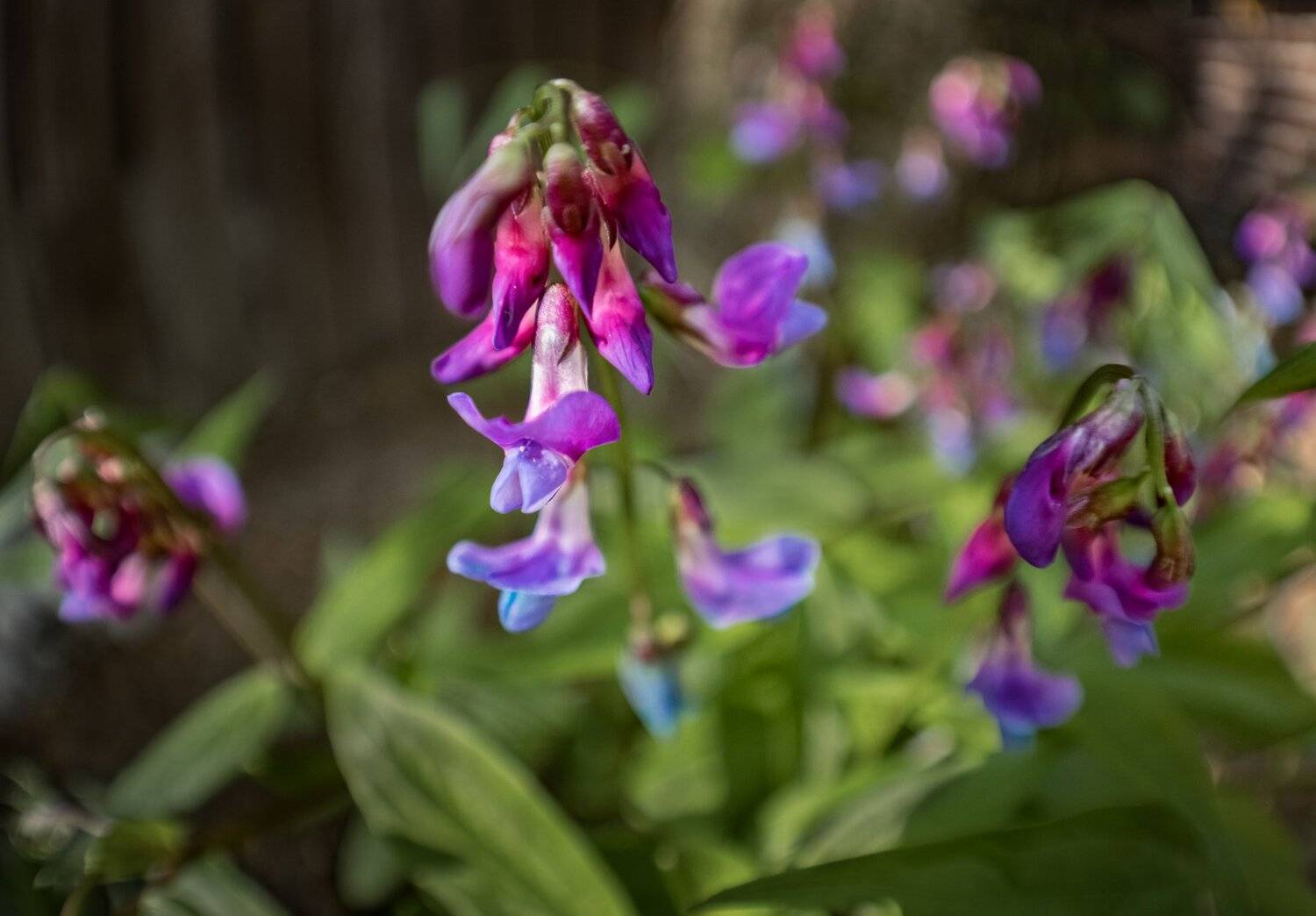 , Курлянцев Алексей