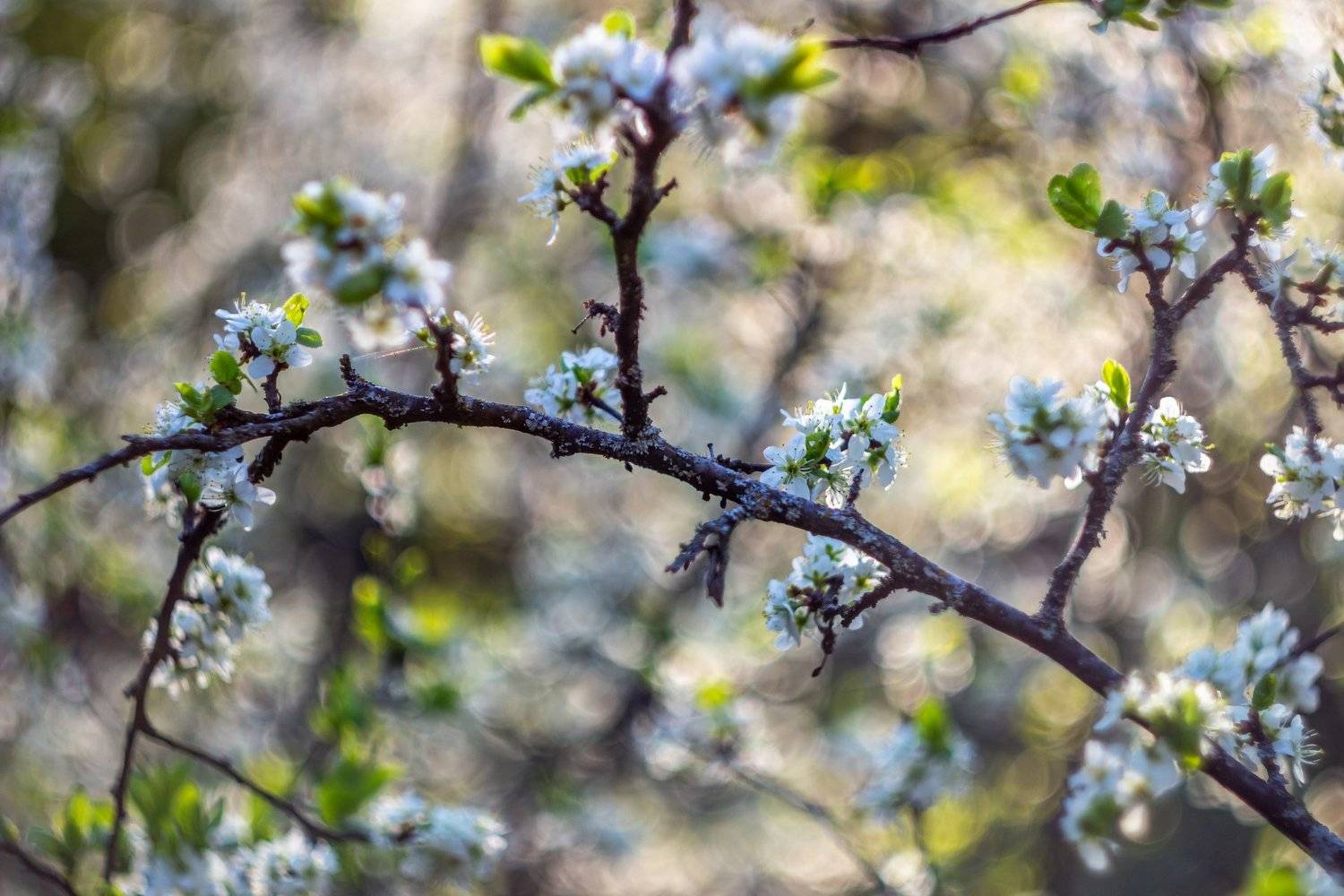 цветы, весна, Руслан Востриков