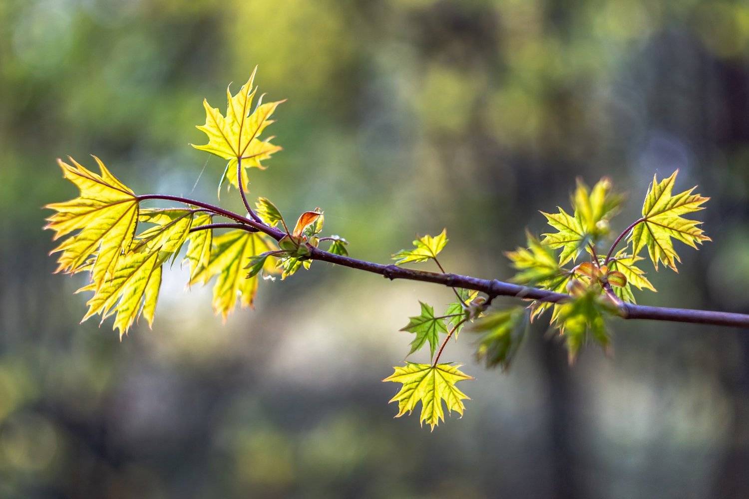 клён, весна, листья, лес, Руслан Востриков