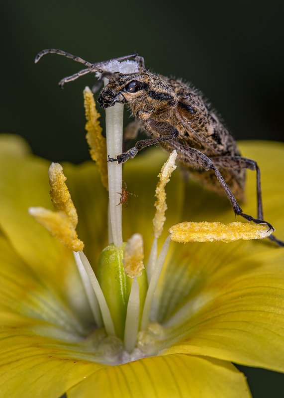 Танец на пилоне фото превью