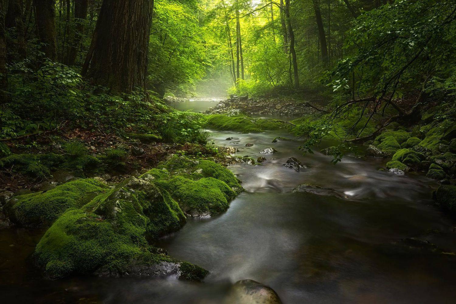 дождь, лето, мох, приморье, ручей, свет, верховья реки, тайга, Евгений Паршуков