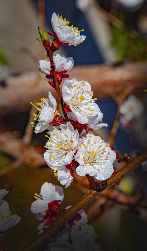 Абрикос фото превью