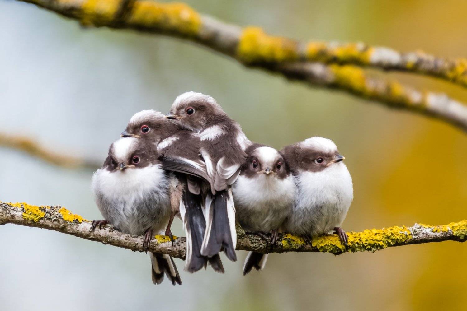 , Александр Абросимов