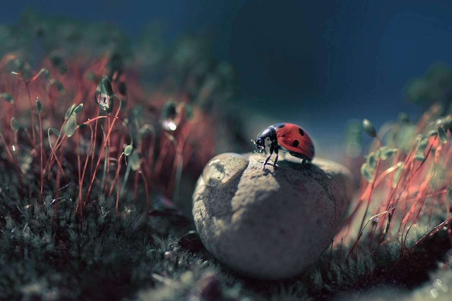 макро, никон, божья коровка, синий, красный, Лапшина Владлена