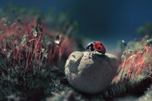 Капелька свежести