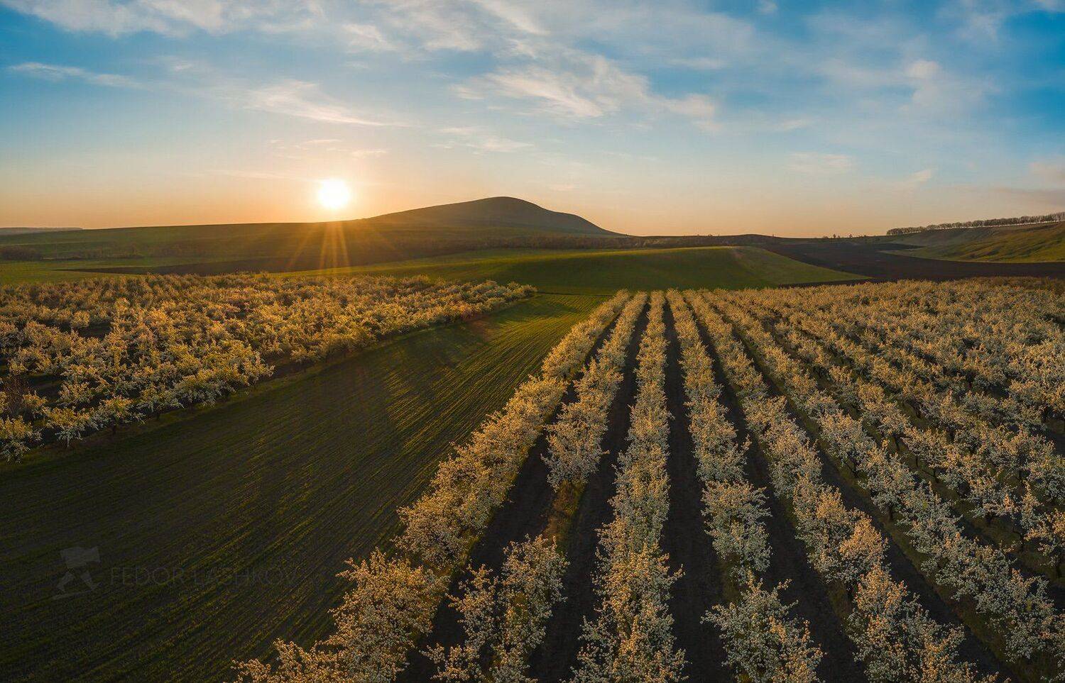 ставропольский край, ставрополье, гора, холм, рассвет, солнце, золотой курган, весна, кавминводы, небо, кавказские минеральные воды, сад, фруктовые сады, сельское хозяйство, садоводство, поля, яблоня, в цвету, груша, деревья, весенний сад,, Лашков Фёдор