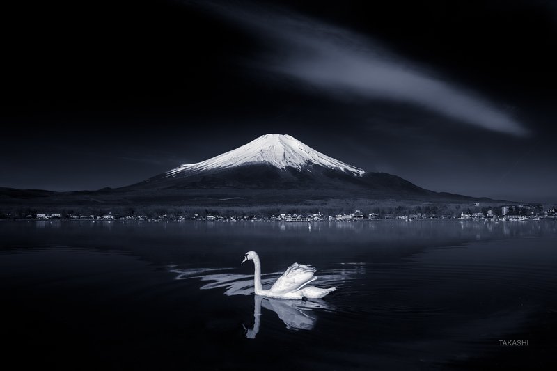 Fuji,Japan,mountain,swan,bird,cloud,lake,water,refelection,swim Swan on mirror фото превью