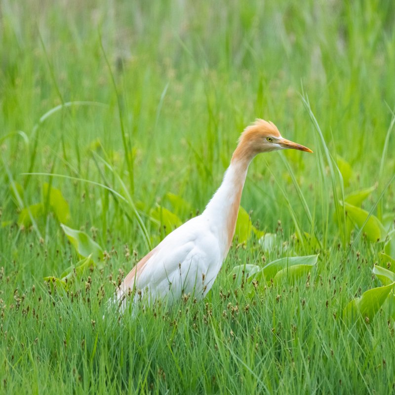 утки мандаринки, цапля египетская, камышница Обитатели Протоки Солёной фото превью