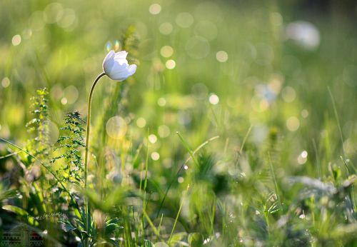 Хрупкость раннего утра