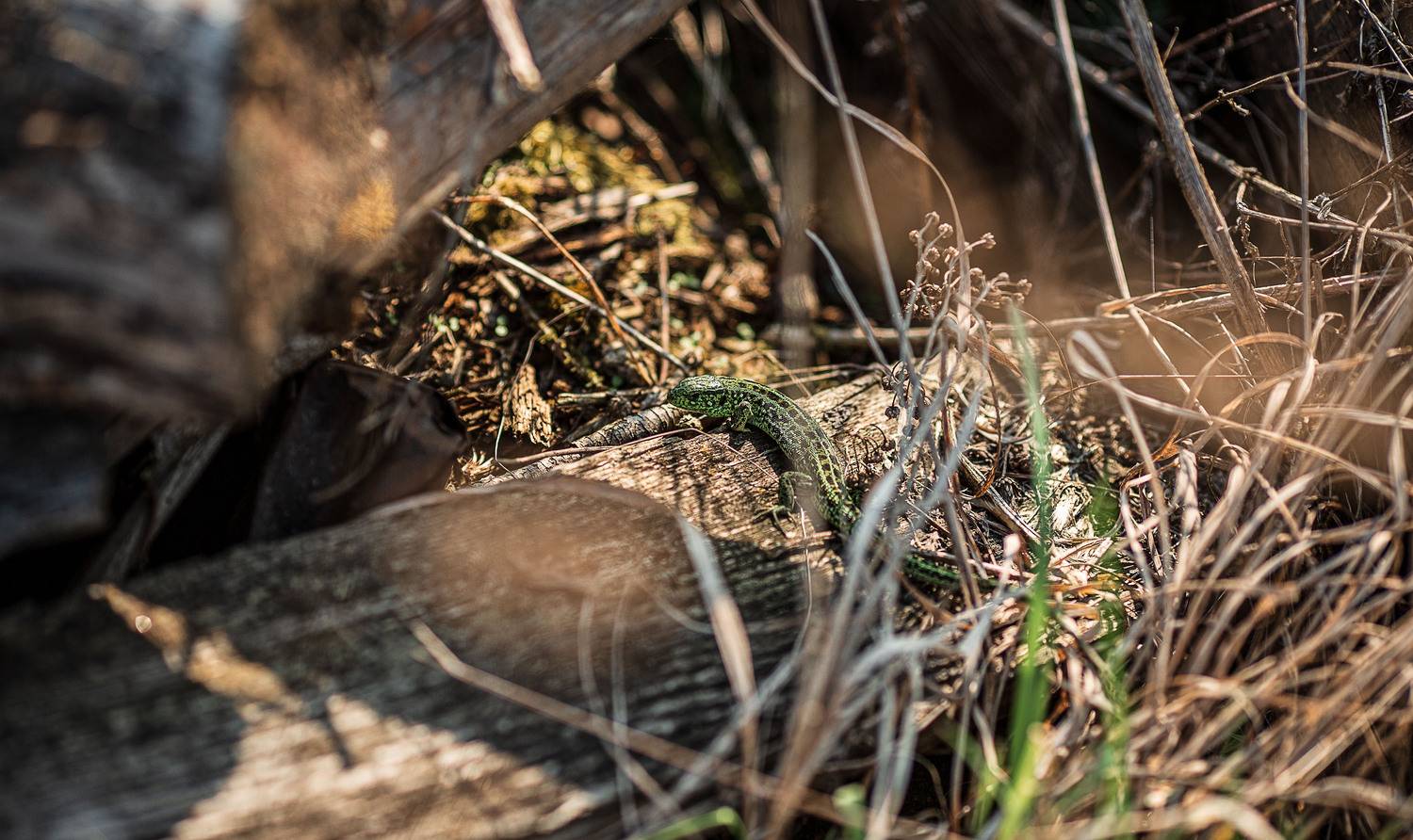 ящерица, природа, лес, весна, lizard, nature, forest, spring, landscape, Владимир Васильев