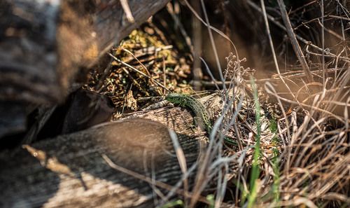Зелёный житель леса...