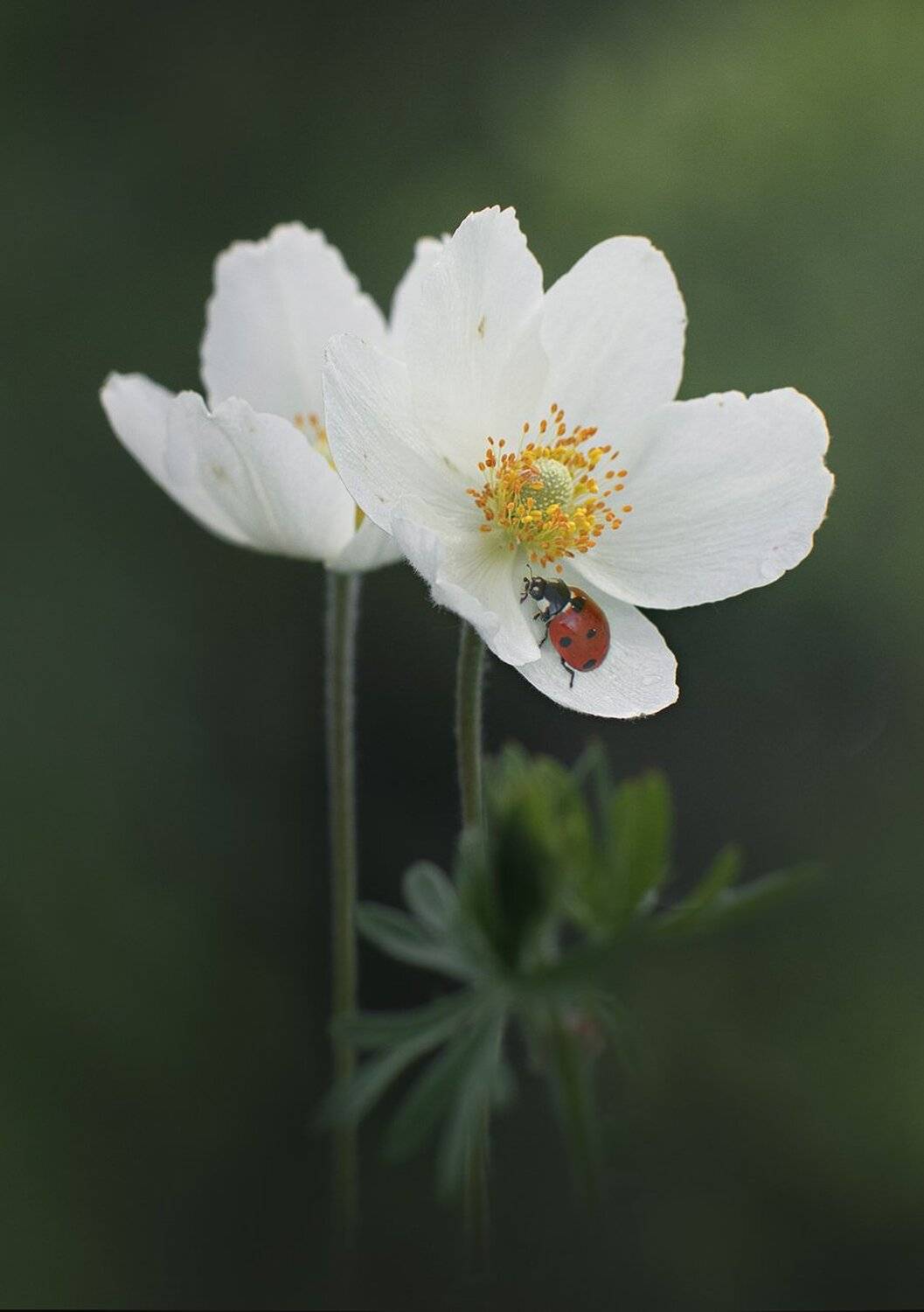 , Баранов Олег