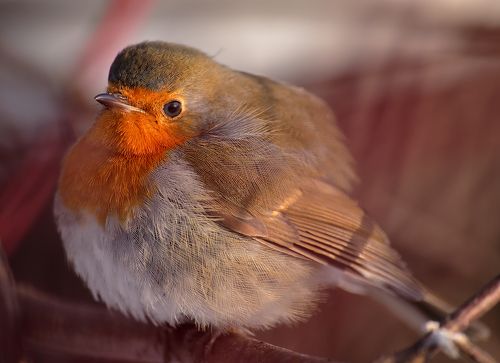 Erithacus rubecula . Мороз -20 .