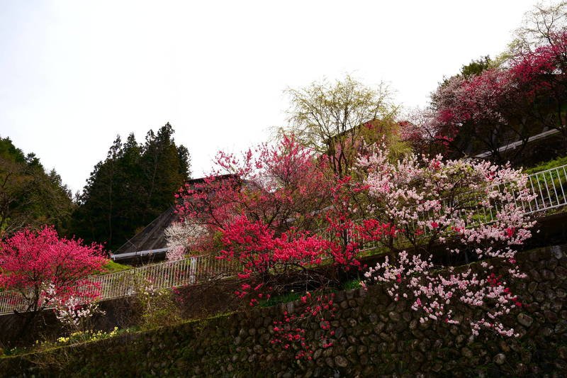 japan, nagano, peach, flower, red, pink, white, three colors, spring, colorful, mountain village, springtime in mountain village фото превью