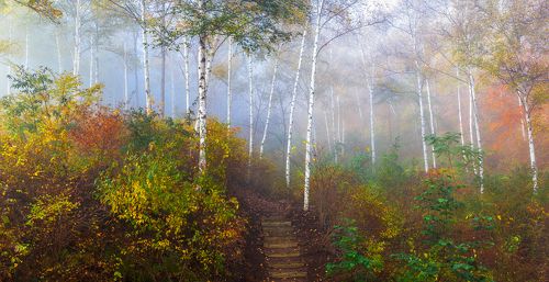 Birch narrow road