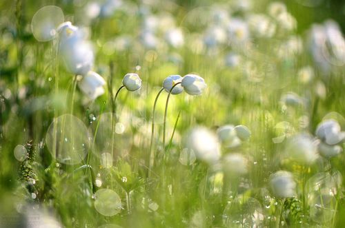 Дыхание весны:ветреница лесная