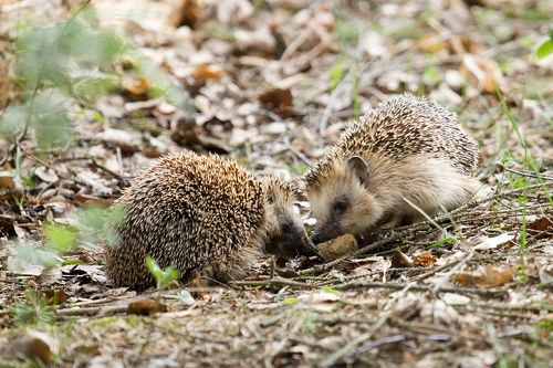 Ежиные ухаживания)