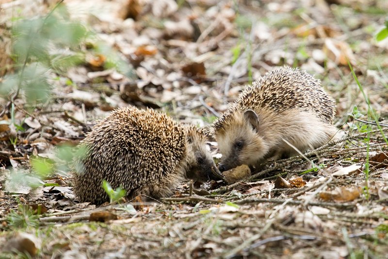 ежи, весна, любовь Ежиные ухаживания) фото превью