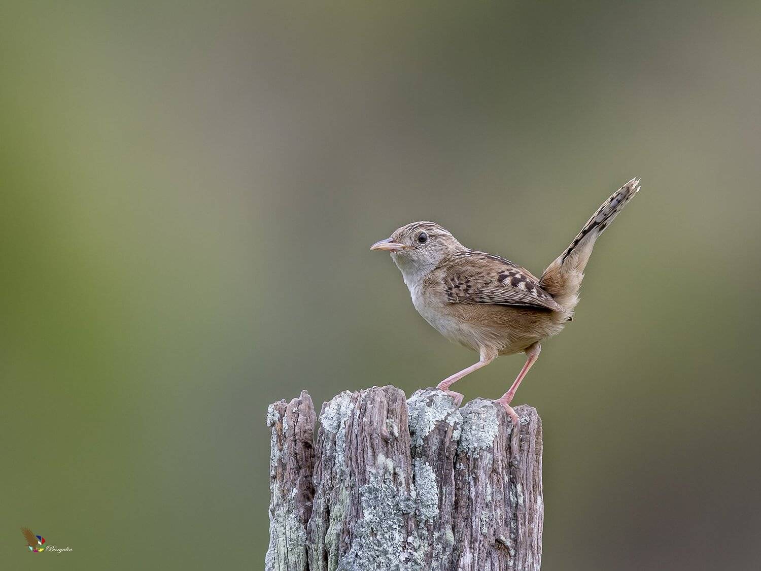 , Fernando Burgalin Sequeira