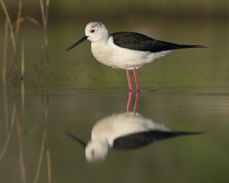 Ходулочник фото превью