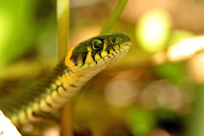 животные рептилия весна змея уж Взгяд фото превью