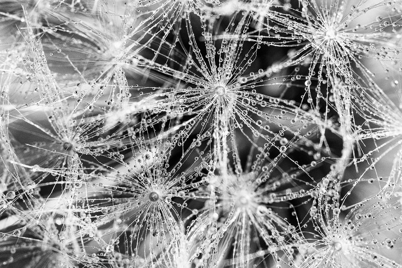 #drops #blackandwhite #macro #dandelion #spring #b&w #nature #abstract #fineart  Drops фото превью
