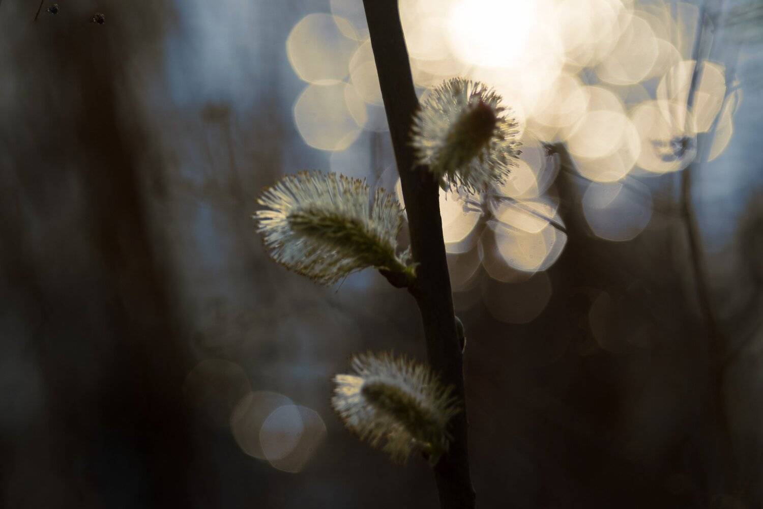 гелиос, 44м, 6, мс, Алексей Рыльский