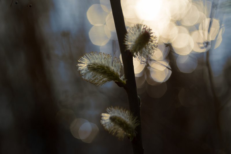 Ветка ивы фото превью