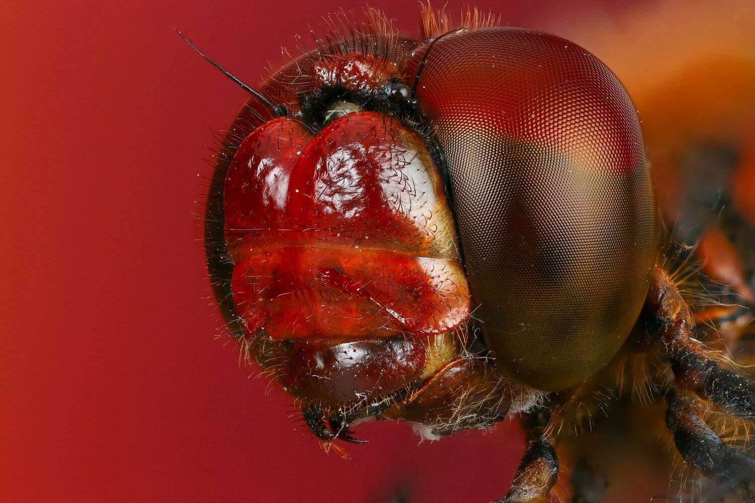 стрекоза,макро,природа,усы,цвет,портрет,красный,глаза, Андрей Шаповалов