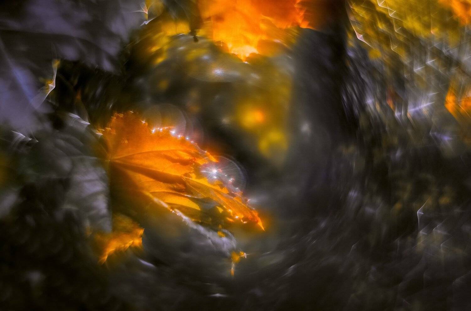 осень, макро, Sixten ( Сергей )