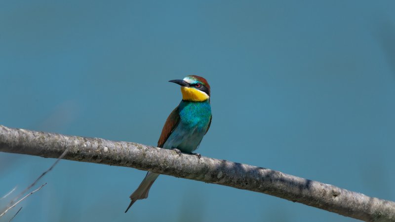 ЩУРКА ЗОЛОТОИСТАЯ фото превью