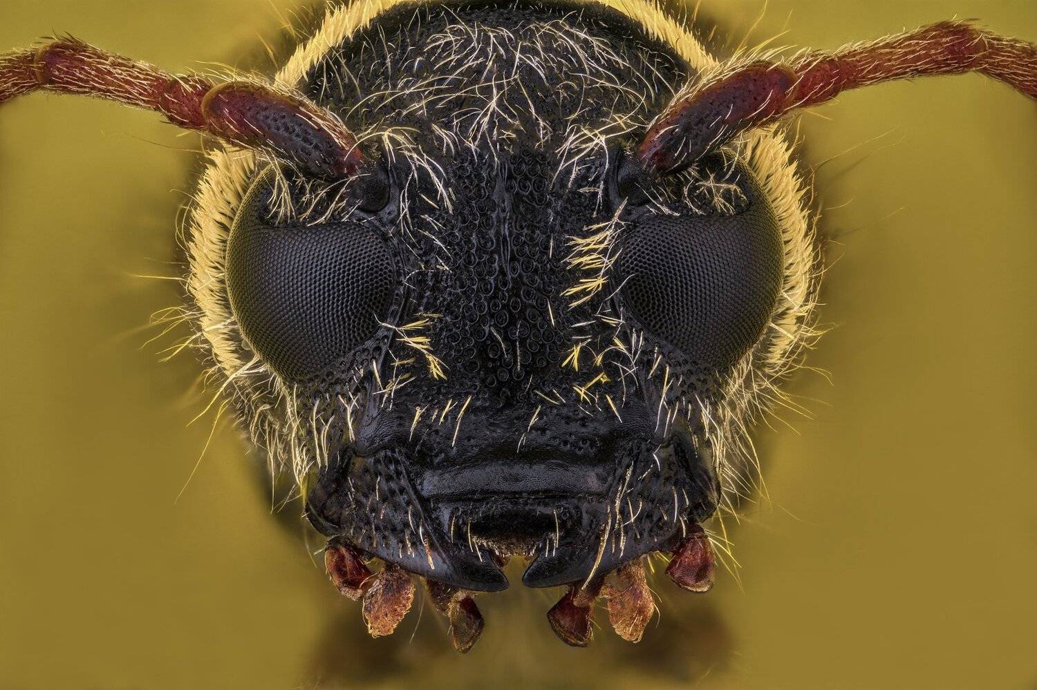 ceclii, macro, nikon d3400, semiplan, Tsvetan Ganev