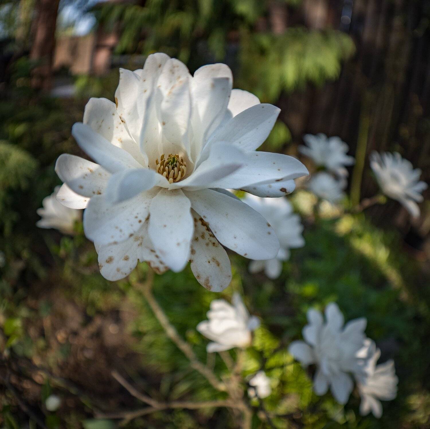 , Курлянцев Алексей