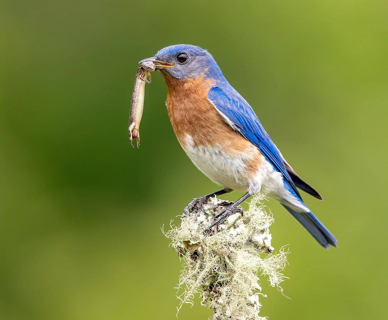 восточная сиалия, eastern bluebird, bluebird, Elizabeth Etkind