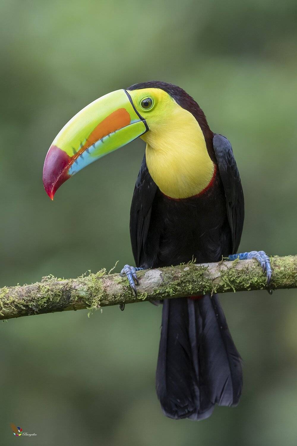 , Fernando Burgalin Sequeira