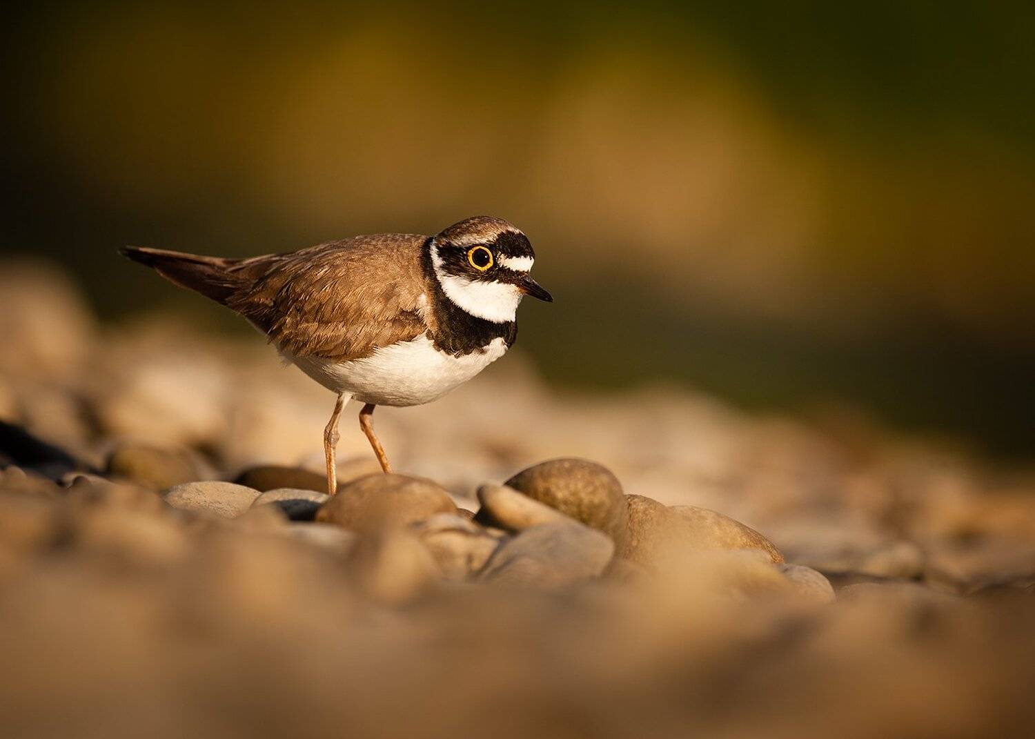 Plover. Автор: Robert Adamec , Robert Adamec