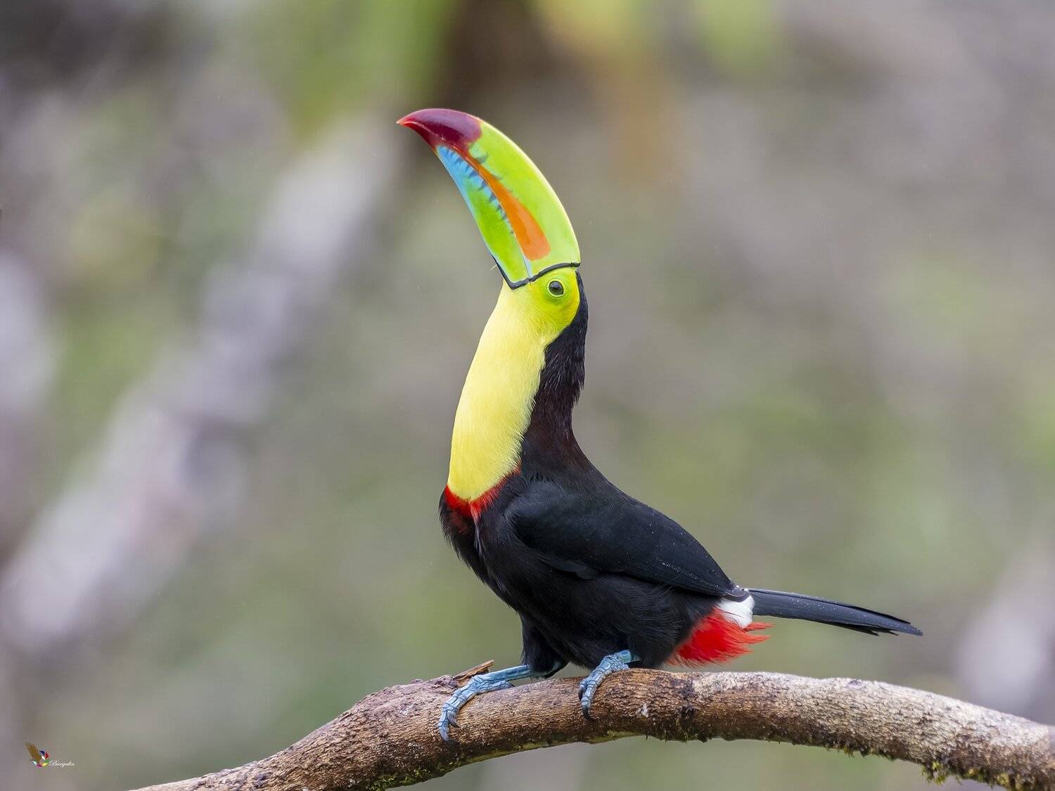 , Fernando Burgalin Sequeira