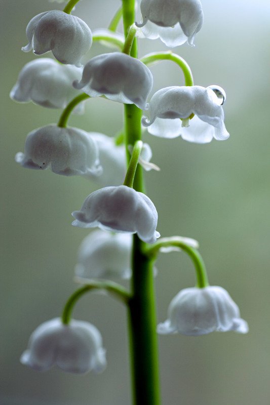 Просто Ландыш фото превью