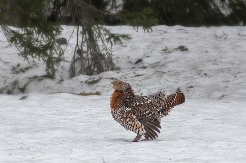 Прихорашивается