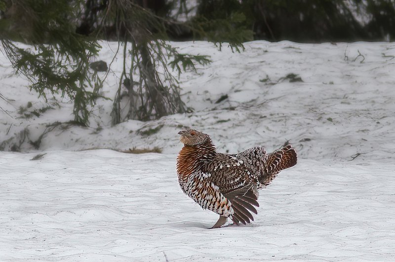 копалуха, самка глухаря,глухарка,север,весна,природа,коми,анималистика,кенон,фотоохота,kapalua, the female of grouse,glukharka,north,spring,nature,komi,animal,canon,wildlife photography, Прихорашивается фото превью