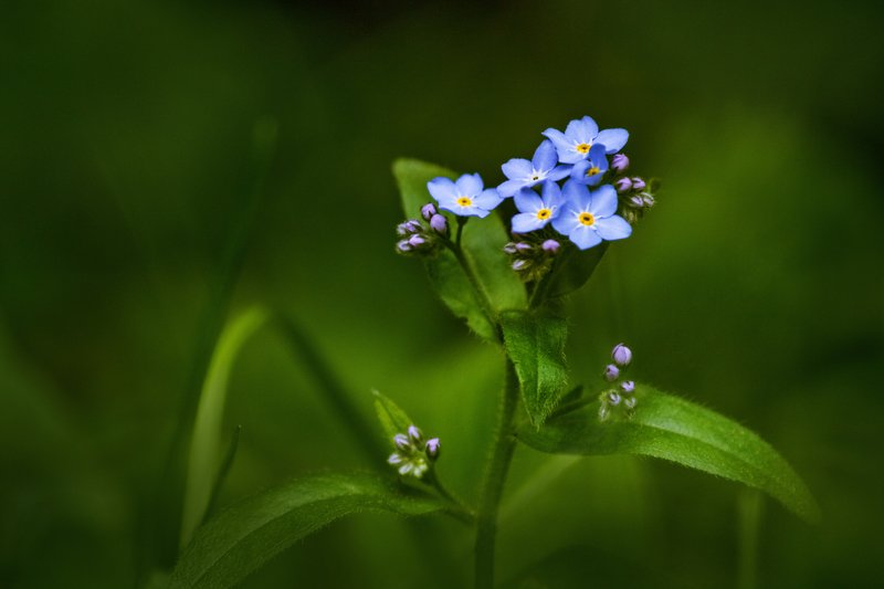 Цвет неба в изумрудном обрамлении. фото превью
