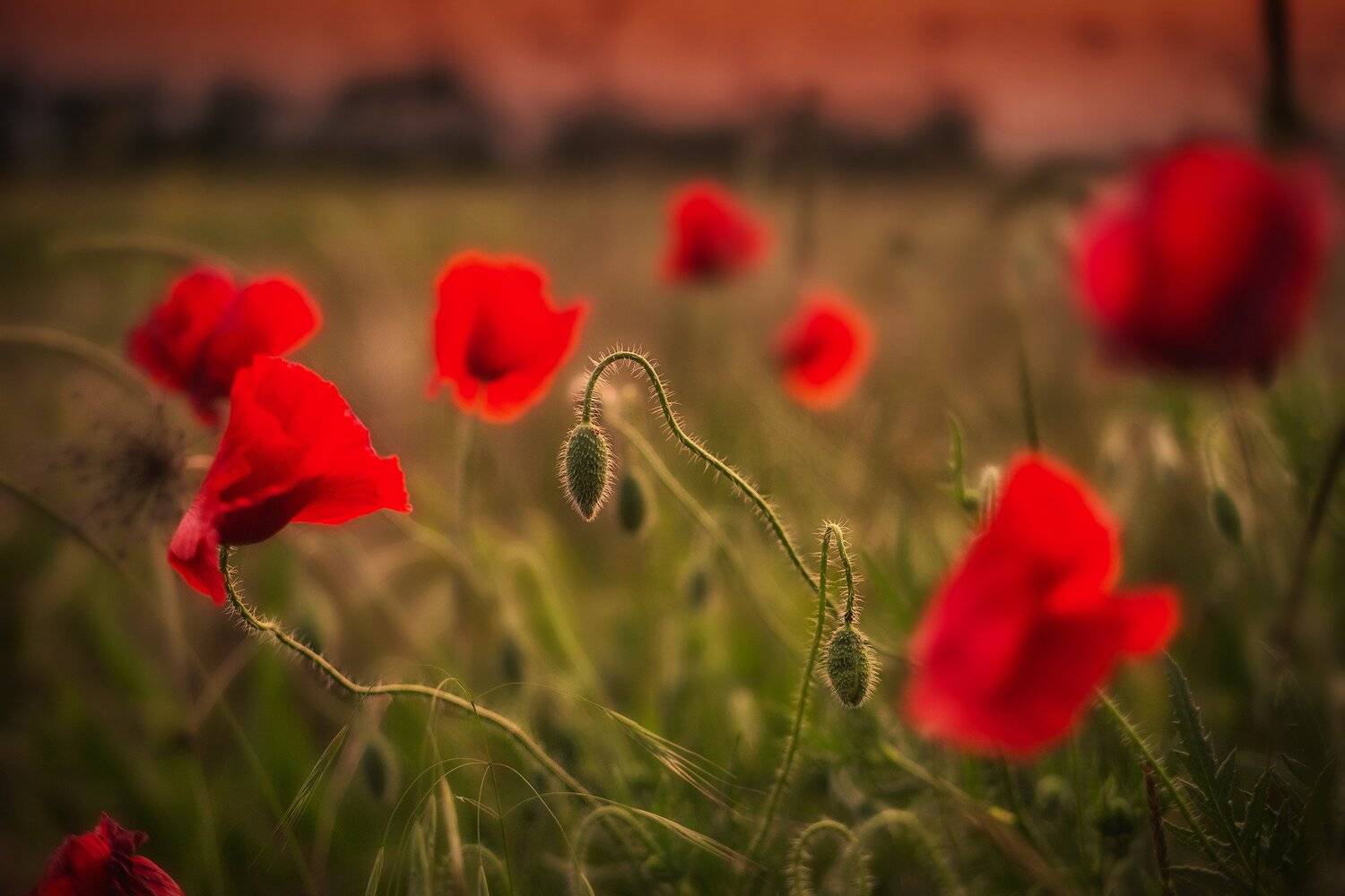 , Павел Сагайдак