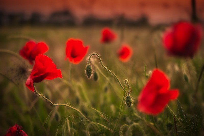 Маки на закате фото превью